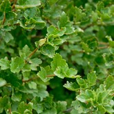 Green Mound Alpine Currant